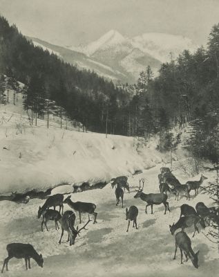 Hochwild
