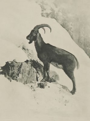 Steinwild