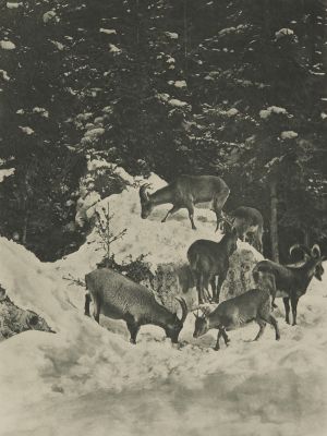Steinwild