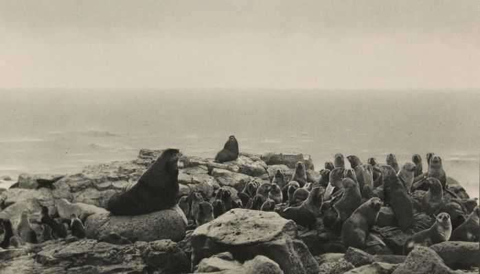Harem of Fur-seals, Pribilof Islands, Bearing Sea
