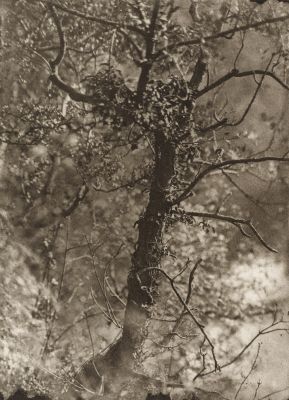 The Fairy Tree at Colinton