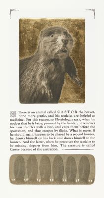 Castor the Bever