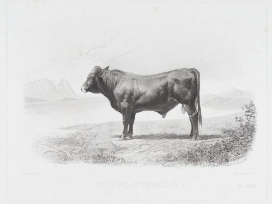 Pl. XXXVIII Taureau D’Obwalden (proof print)