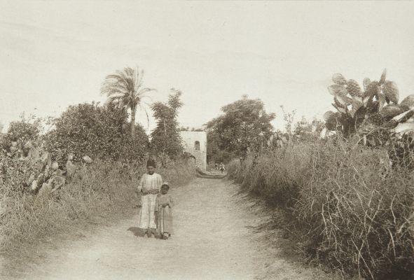 Orange Groves at Jaffa