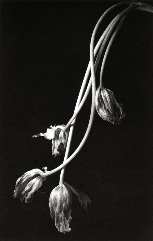 Still Life 678 Izu, Kenro  (Japanese, b.1949)