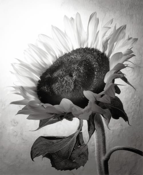 Sunflower Number 1 DeCosse, Cy  (American, b.1929)