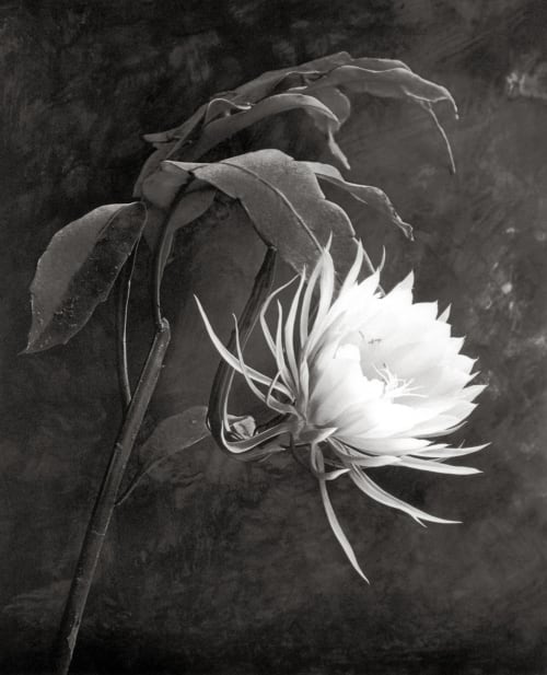 Queen of the Night DeCosse, Cy  (American, b.b.1929)