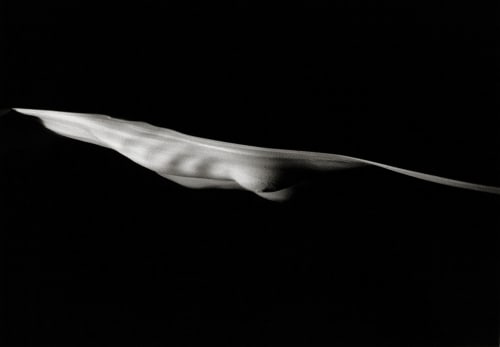 Untitled #4442 Imboden, Connie  (American, b.1953)