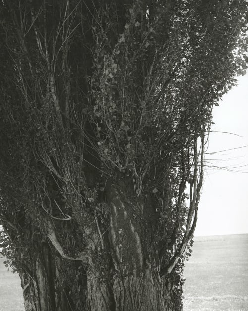 Poplars, Harney County, Oregon Adams, Robert  (American, b.b. 1937)