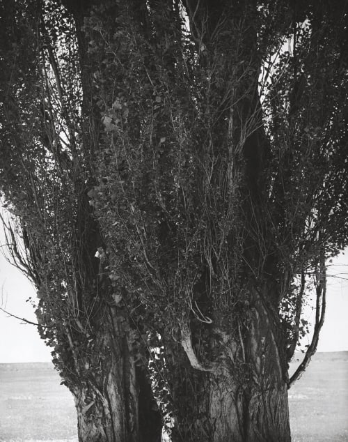 Poplars, Harney County, Oregon Adams, Robert  (American, b.b. 1937)