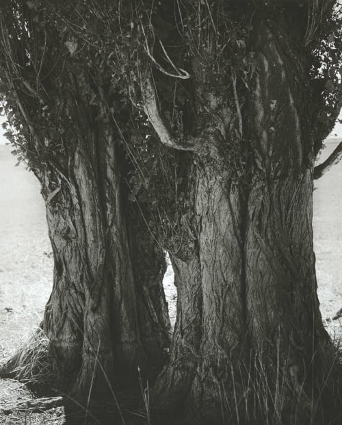 Poplars, Harney County, Oregon Adams, Robert  (American, b.b. 1937)