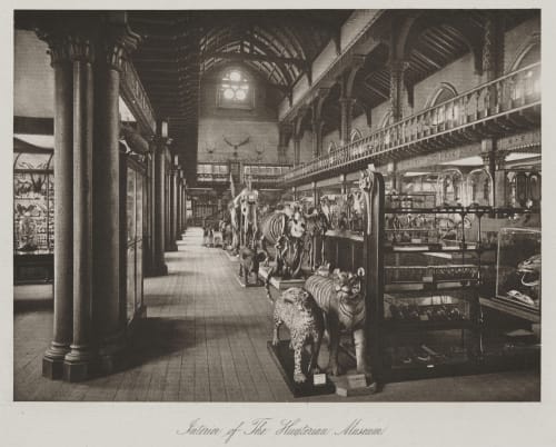 Interior of the Hunterian Musuem Annan, Thomas  (Scottish, 1829-1887)