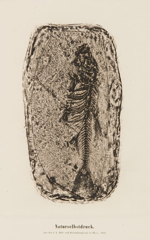 Plate 1 Naturselbstruck Auer, Alois  (Austrian, 1813-1869)