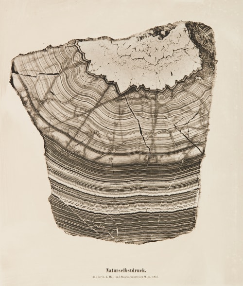 Plate 2 Naturselbstruck Auer, Alois  (Austrian, 1813-1869)