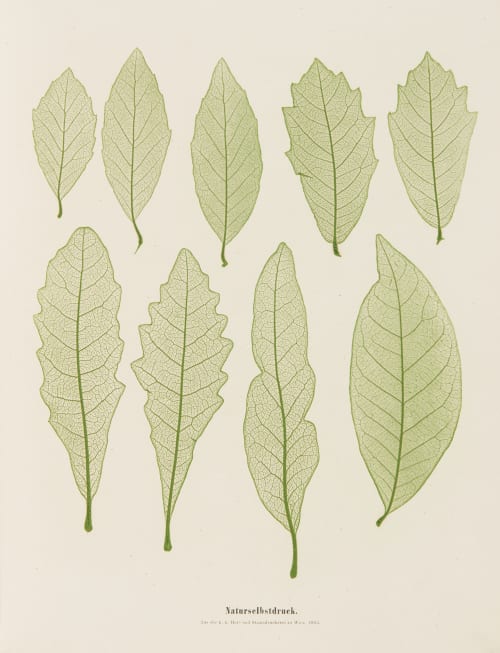 Plate 8 Naturselbstruck Auer, Alois  (Austrian, 1813-1869)