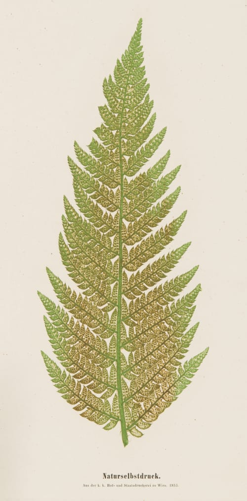 Plate 10 Naturselbstruck Auer, Alois  (Austrian, 1813-1869)