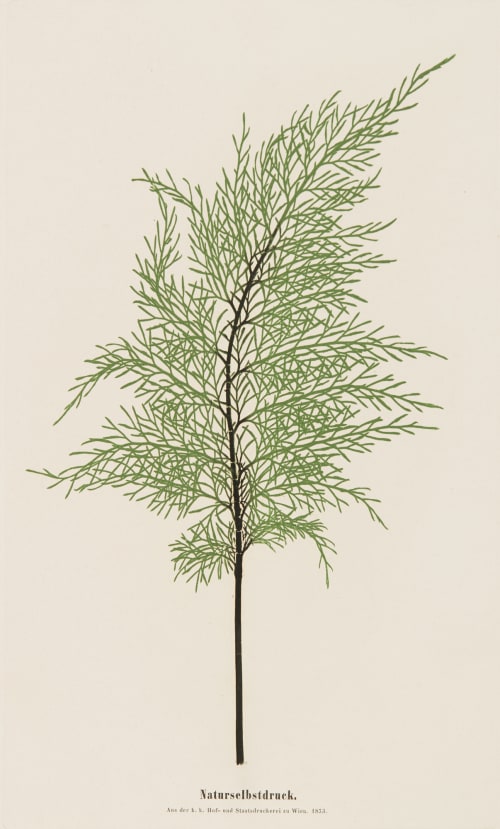Plate 11 Naturselbstruck Auer, Alois  (Austrian, 1813-1869)