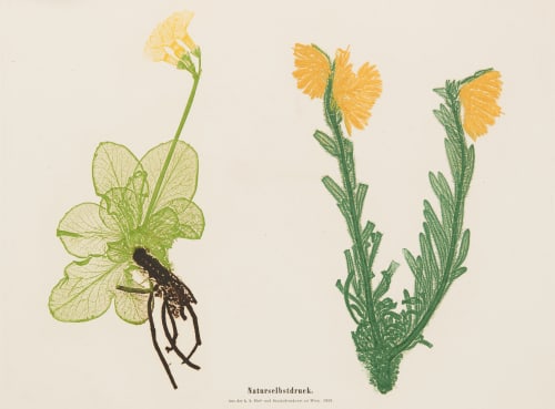 Plate 14 Naturselbstruck Auer, Alois  (Austrian, 1813-1869)