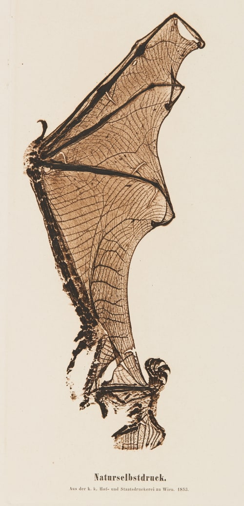 Plate 19 Naturselbstruck Auer, Alois  (Austrian, 1813-1869)