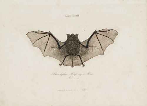 Rhinolophus Hippocrepis Auer, Alois  (Austrian, 1813-1869)