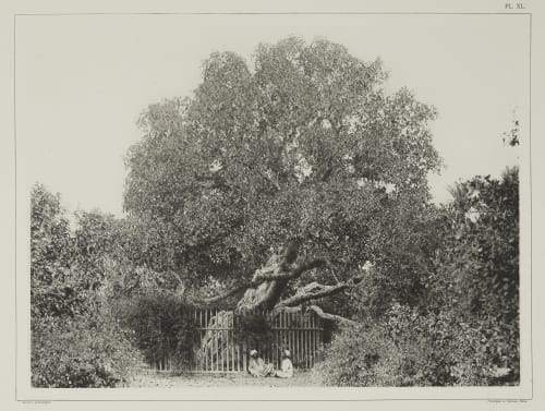 (Pl. XL) Arbre de la Vierge a Matarieh Béchard, Émile  (French, 1840-1891)