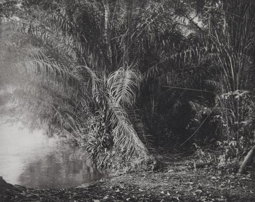 Seventeen Trees, Africa Bogardus, Peter  (American, b.b. 1966)