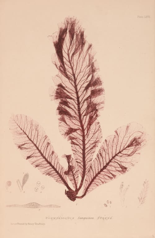 Wormskioldia Sanguinea Spreng Plate LXVII Bradbury, Henry  (British, 1831-1860)