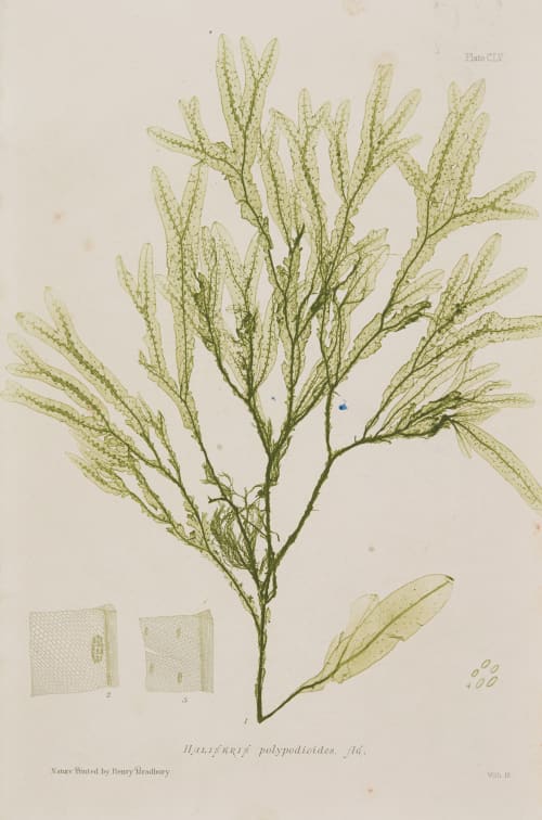 Haliseris Bradbury, Henry  (British, 1831-1860)