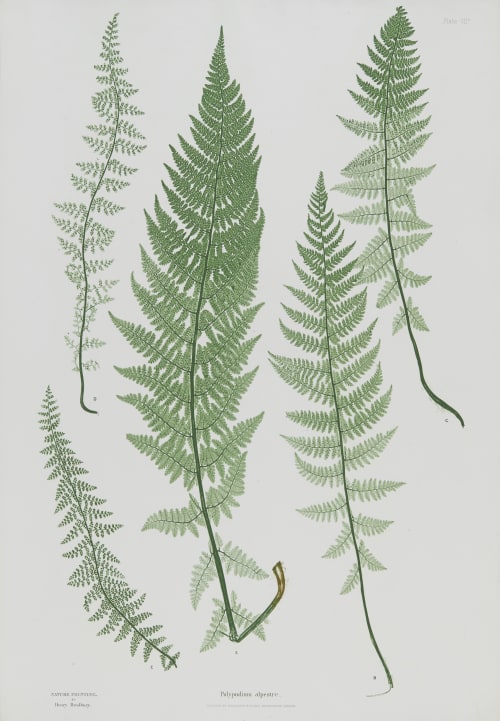 Polypodium alpestre Bradbury, Henry  (British, 1831-1860)