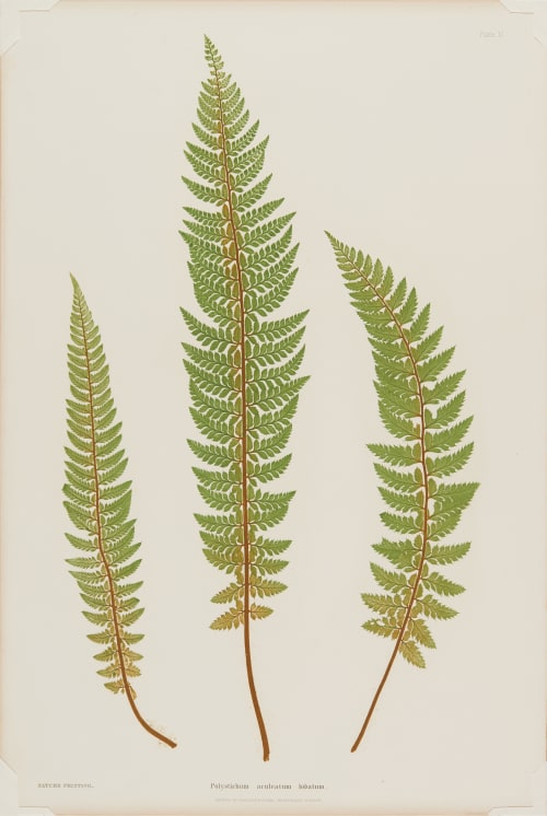 “Lastrea Filix-mas incisa.” plate XV Bradbury, Henry  (British, 1831-1860)