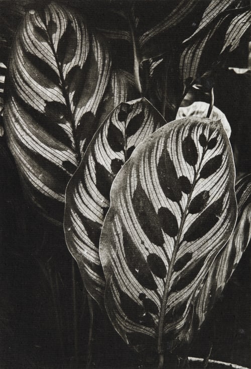 Maranta Brochet, Pierre  (French, 1922-2016)