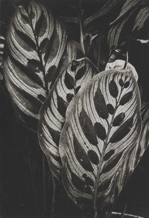  Brochet, Pierre  (French, 1922-2016)