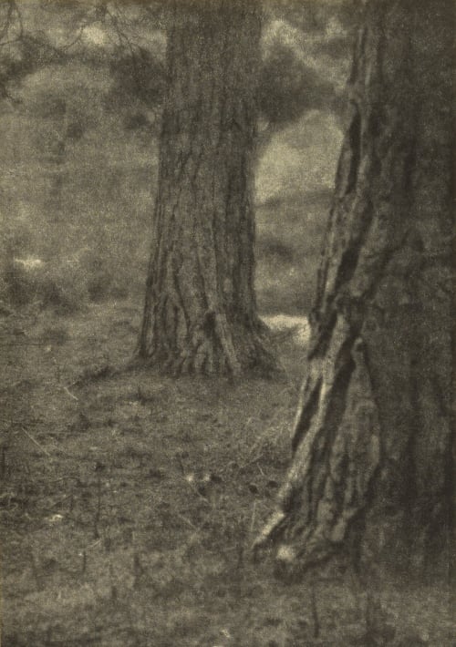 Under the Pines Cadby, Will A.  (British, 1866-1937)