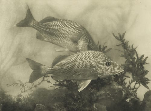 Fish Dugmore, A. Radclyffe  (American, 1870-1955)