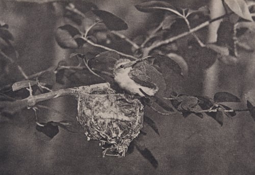 Red-Eyed Vireo Brownell, Leverett W.  (American, 1871-1951)