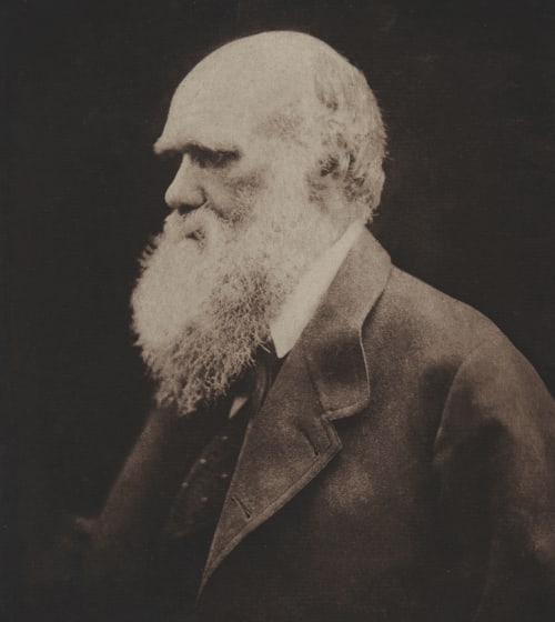 Charles Darwin Cameron, Julia Margaret  (British, 1815-1879)