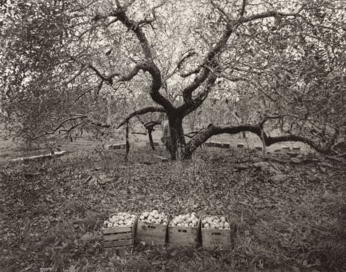 Old Rhode Island Greening Apple Tree Clift, William  (American, b.1944 )