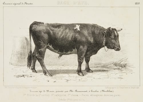 Taureau agé des 28 mois Race d’Ayr 