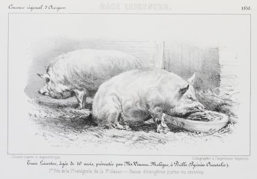 Race Leicester. Truie Leicester, âgée de 10 mois, présentée par Mr. Vinceur Malégue, à Périlla (Pyrénées-Orientales) Richebourg, Pierre-Ambrose  (French, 1810-1893)