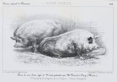 Race Essex. Truie de race Essex, âgée de 29 mois, présentée par Mr. Ponsard, à Omey (Marne) Richebourg, Pierre-Ambrose  (French, 1810-1893)