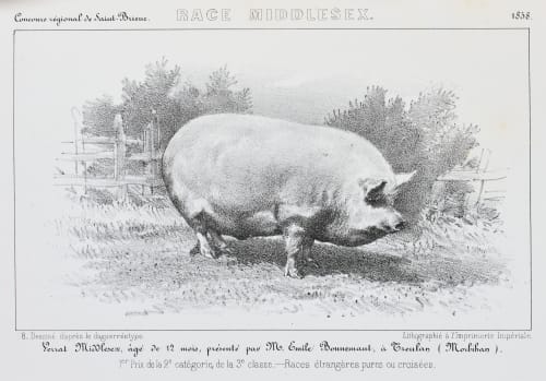 Race Middlesex. Verrat Middlesex, âgé de 12 mois, présenté par Mr. Emile Bonnemant, à Treulan (Morbihan) Richebourg, Pierre-Ambrose  (French, 1810-1893)
