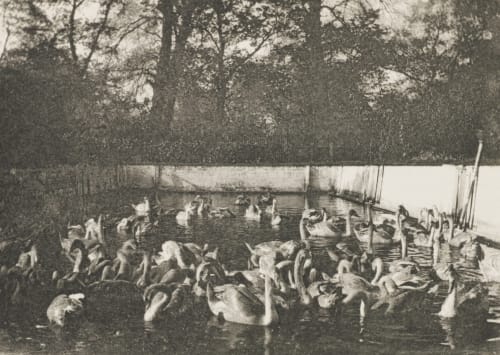 Swan Pitt, Norwich Davies, G. Christopher  (British, 1849-1922)