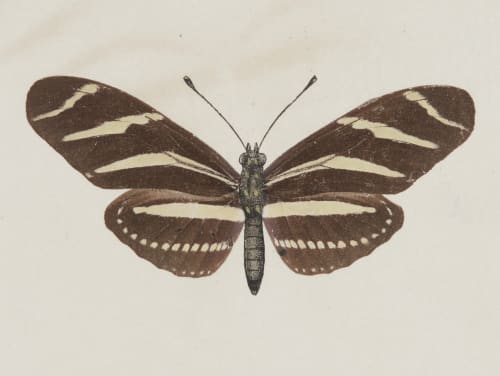 Heliconia Charitonia, upper side Denton, Sherman F.  (American, 1856-1937)