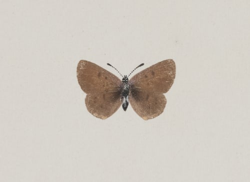Ghrysophanus Epixanthe, upper side Denton, Sherman F.  (American, 1856-1937)