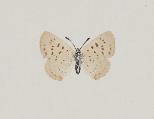 Ghrysophanus Epixanthe, under side Denton, Sherman F.  (American, 1856-1937)