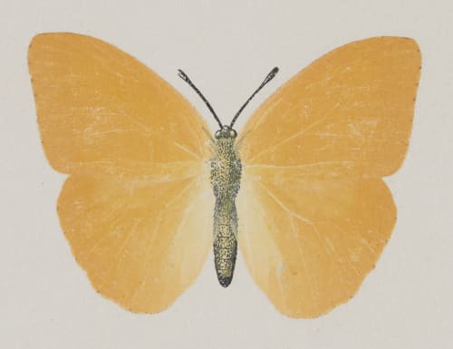 Callidryas Agarithe, upper side Denton, Sherman F.  (American, 1856-1937)