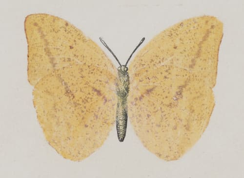 Callidryas Agarithe, under side Denton, Sherman F.  (American, 1856-1937)