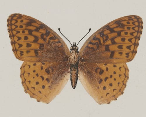 Argynnis Aphrodite, upper side Denton, Sherman F.  (American, 1856-1937)