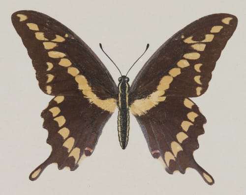 Papilio Cresphontes, upper side Denton, Sherman F.  (American, 1856-1937)