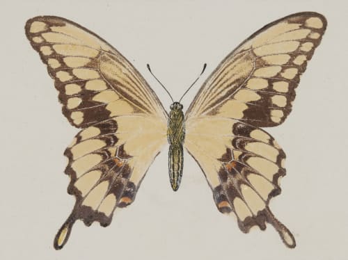 Papilio Cresphontes, under side Denton, Sherman F.  (American, 1856-1937)